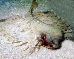 Flying Gurnard on a muck dive at night. by Dallas Poore 